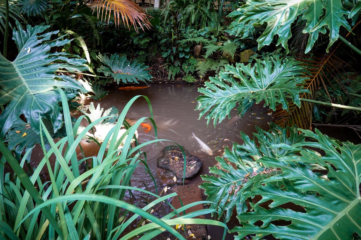 Kolam ikan depan rumah dengan finishing batu alam dan tanaman air di sekelilingnya